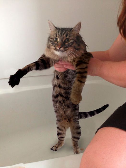 This New Wet Cat Meme Is Dominating The Internet (40 pics)