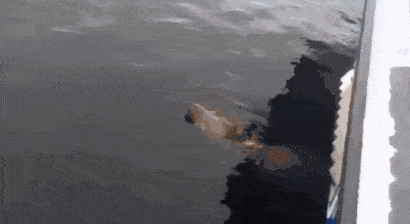 Acid Gifdump, August 26, 2014 (25 gifs)