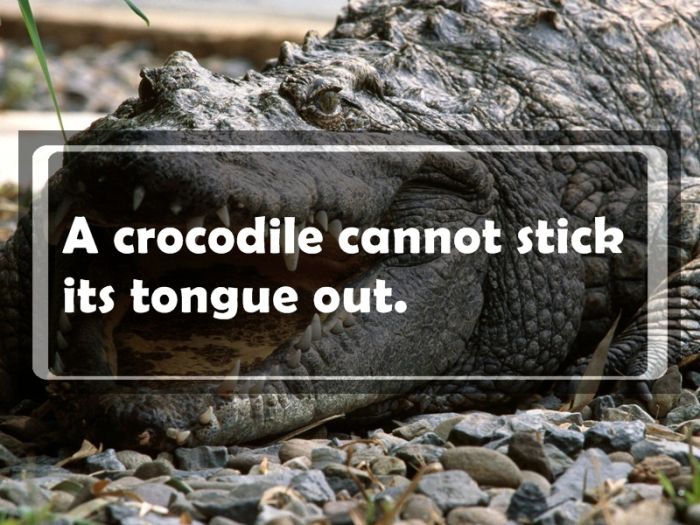Useless Facts That Might Come In Handy Someday (24 pics)