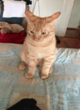 Did It Ever Happen to You When... Part 104 (16 gifs)