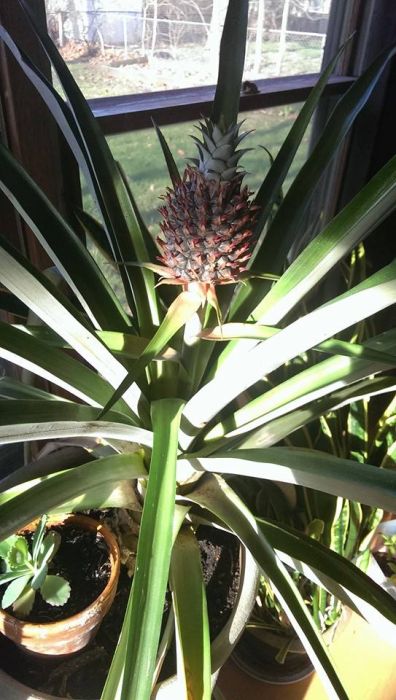 Growing A Pineapple From Start To Finish (20 pics)