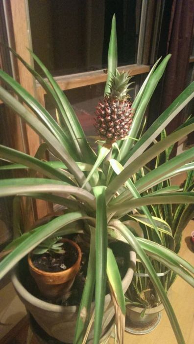 Growing A Pineapple From Start To Finish (20 pics)