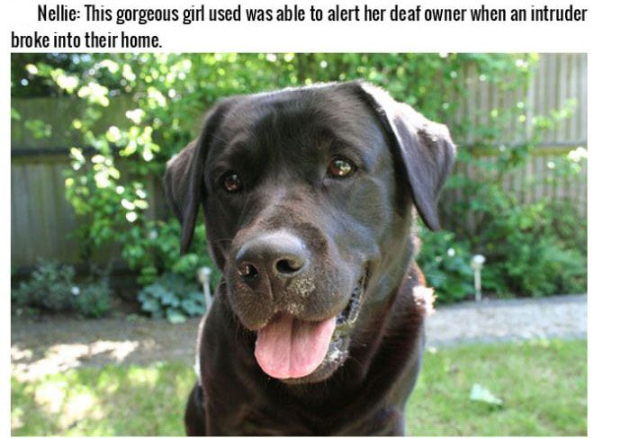 These Dogs Are More Than Pets, They're Heroes (16 pics)