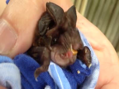 Cute Bat Baby Wants To Eat