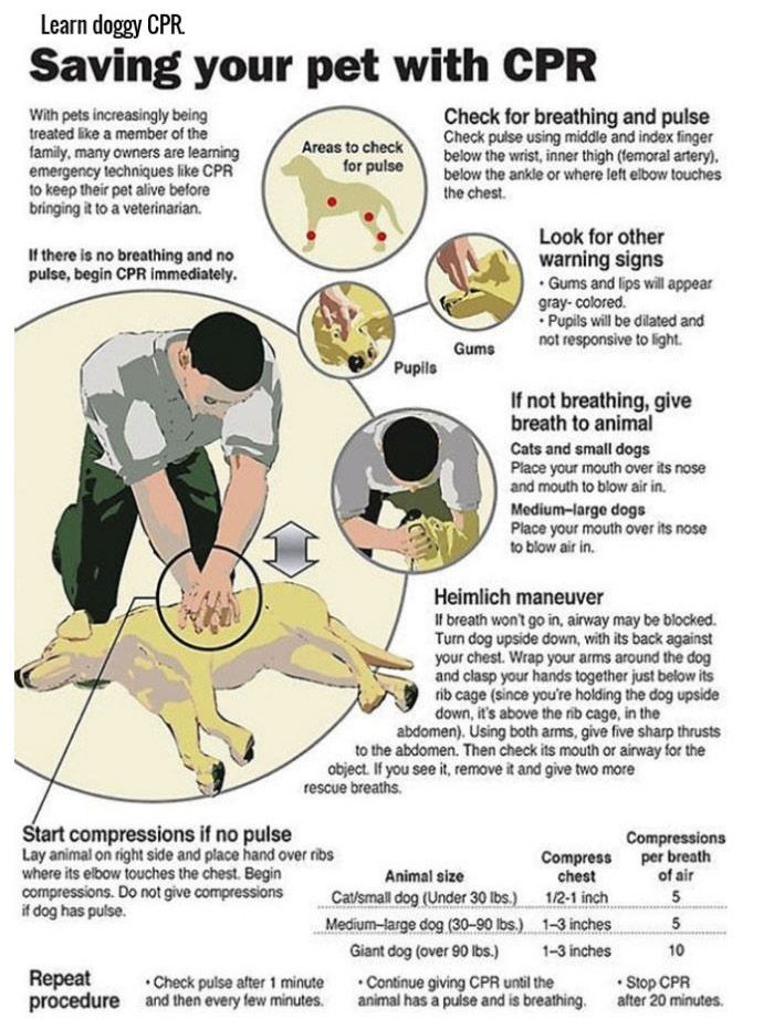 Life Hacks For Dog Owners (15 pics)