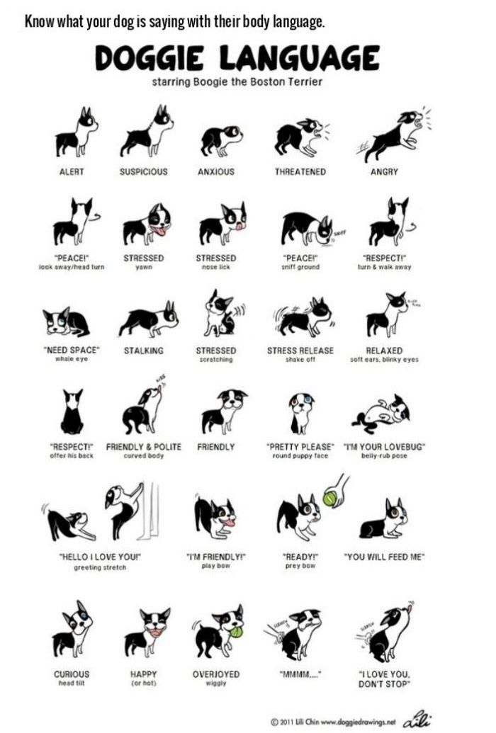 Life Hacks For Dog Owners (15 pics)