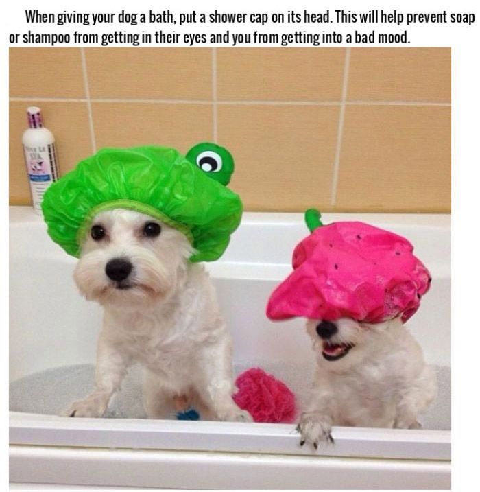 Life Hacks For Dog Owners (15 pics)