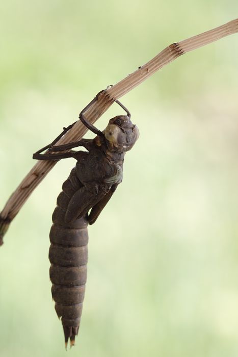 How A Dragonfly Is Born (10 pics)