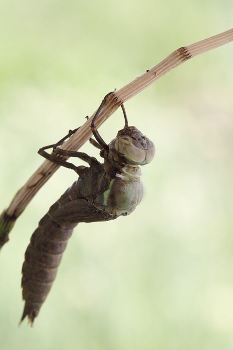 How A Dragonfly Is Born (10 pics)