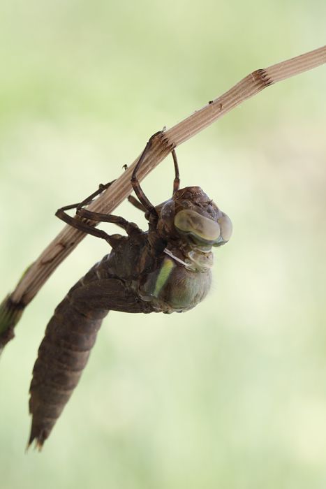 How A Dragonfly Is Born (10 pics)