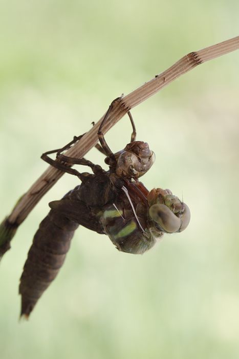 How A Dragonfly Is Born (10 pics)