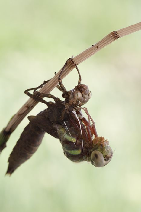 How A Dragonfly Is Born (10 pics)