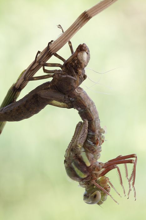 How A Dragonfly Is Born (10 pics)