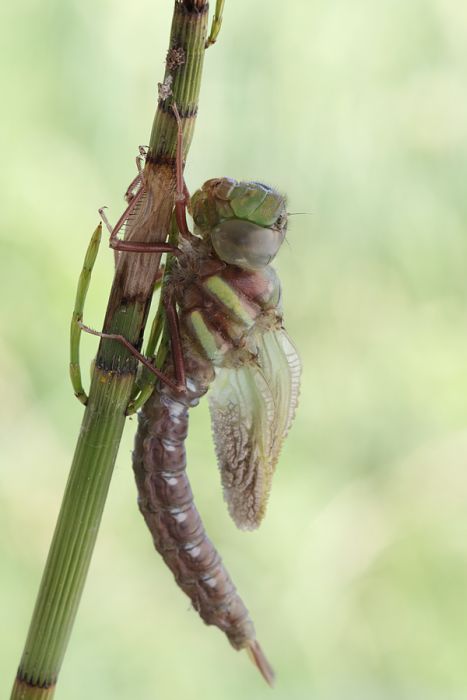 How A Dragonfly Is Born (10 pics)