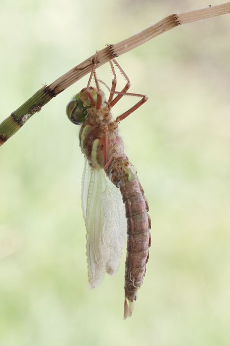 How A Dragonfly Is Born (10 pics)