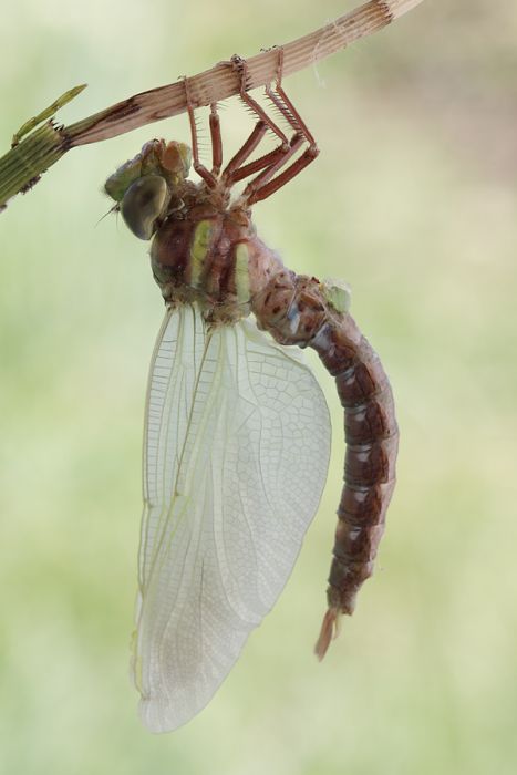 How A Dragonfly Is Born (10 pics)