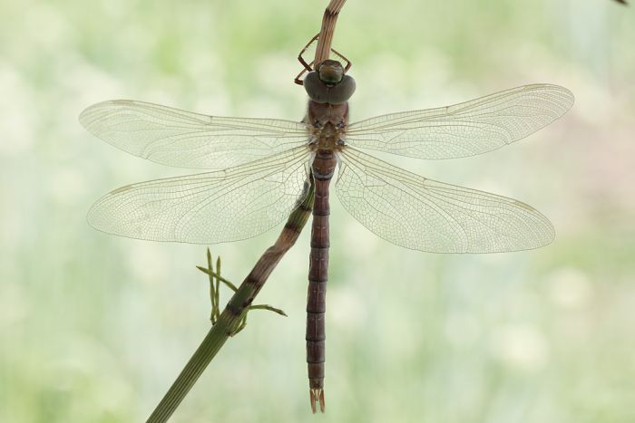 How A Dragonfly Is Born (10 pics)