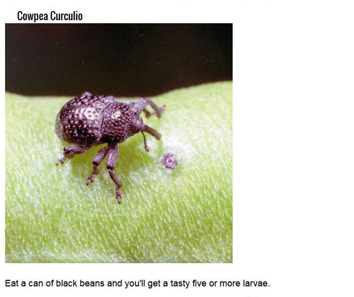Disgusting Bugs You Didn't Know You've Been Eating (8 pics)