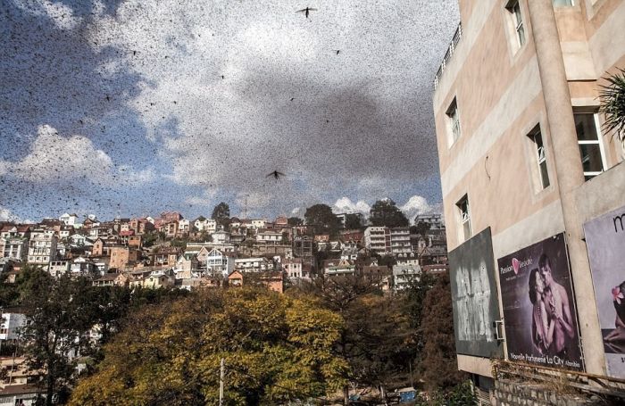 Locust Swarm Takes Over Madagascar (6 pics)