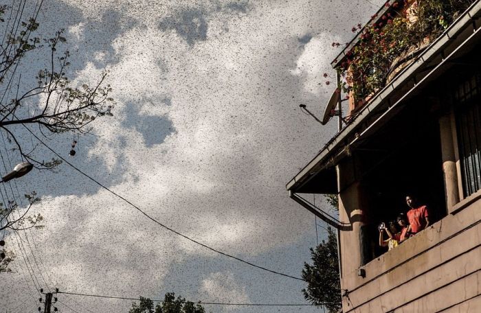 Locust Swarm Takes Over Madagascar (6 pics)