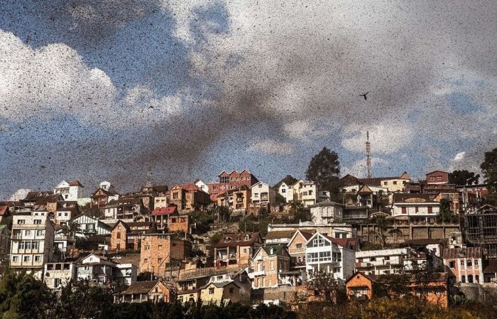Locust Swarm Takes Over Madagascar (6 pics)