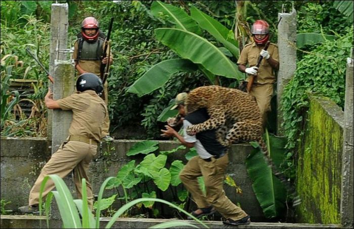 When A Leopard Attacks (7 pics)