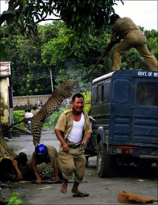 When A Leopard Attacks (7 pics)