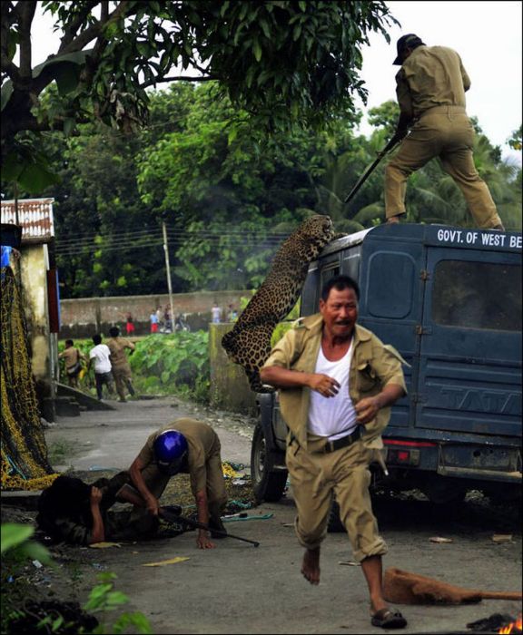 When A Leopard Attacks (7 pics)