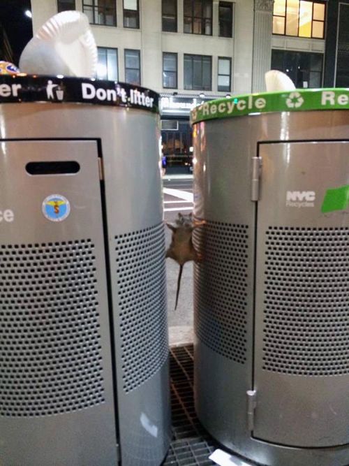 Acid Picdump (96 pics)