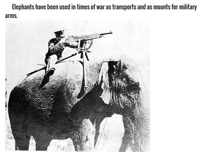 Animals You Didn't Know Were In The Military (11 pics)