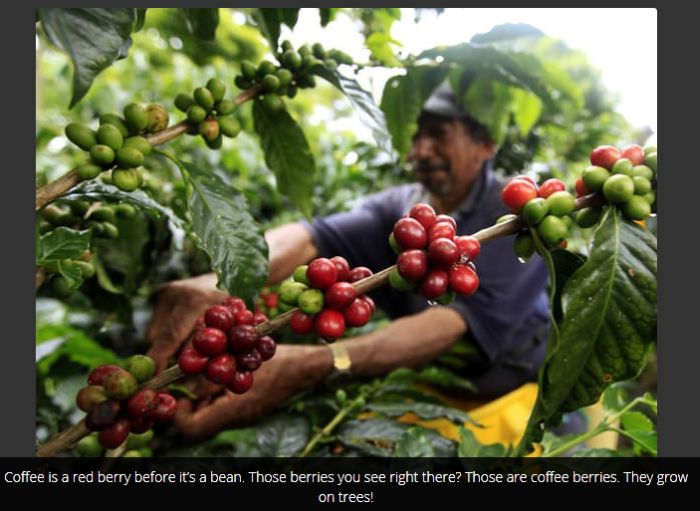 Cool Facts You Probably Don't Know About Coffee (16 pics)