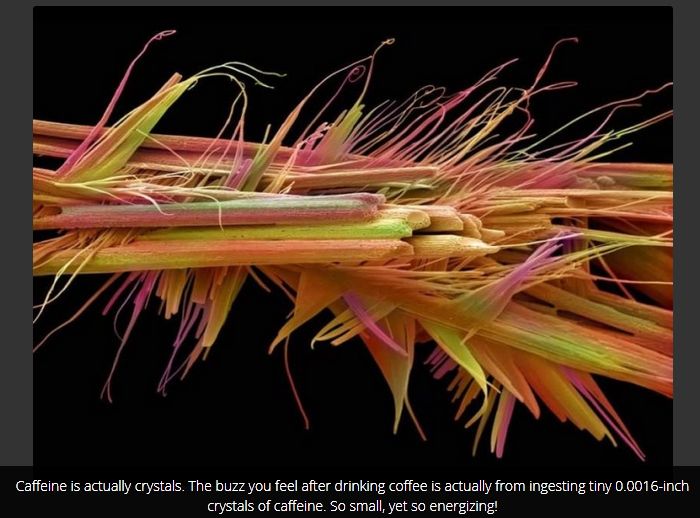 Cool Facts You Probably Don't Know About Coffee (16 pics)