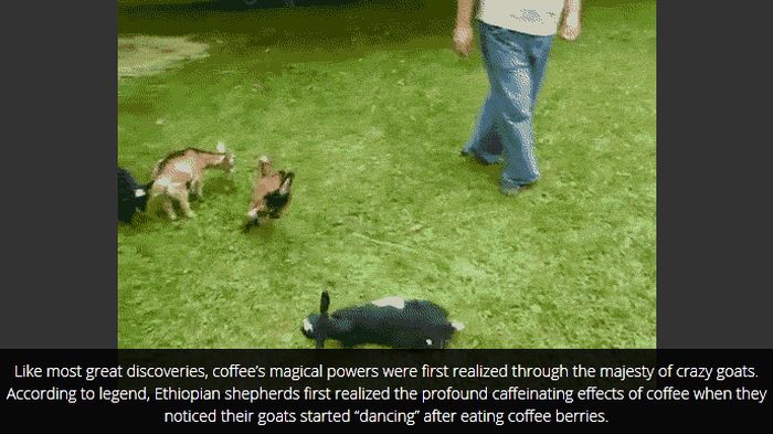 Cool Facts You Probably Don't Know About Coffee (16 pics)