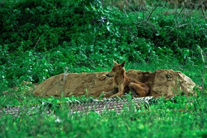 Dog Refuses To Leave Owner's Grave (4 pics)