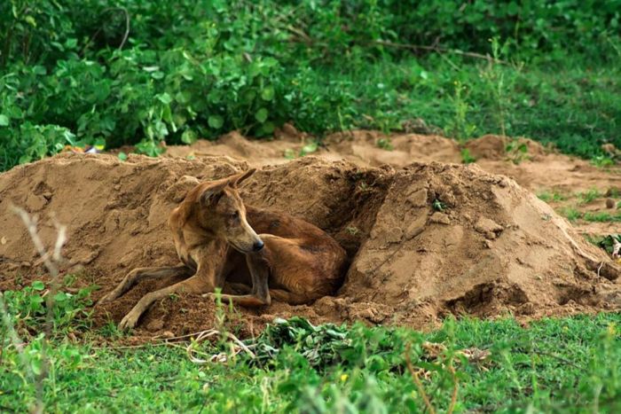 Dog Refuses To Leave Owner's Grave (4 pics)