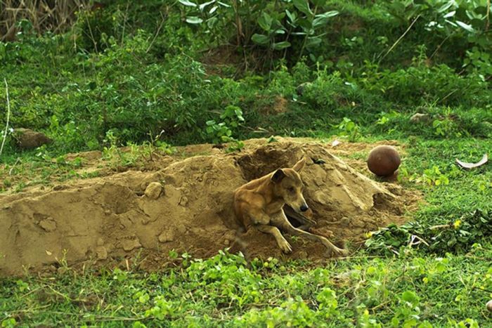 Dog Refuses To Leave Owner's Grave (4 pics)