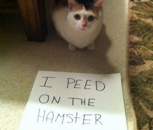 Acid Picdump (102 pics) Acid Picdump (102 pics)