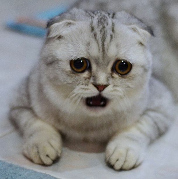 Little P Is The World's Saddest Cat (32 pics)