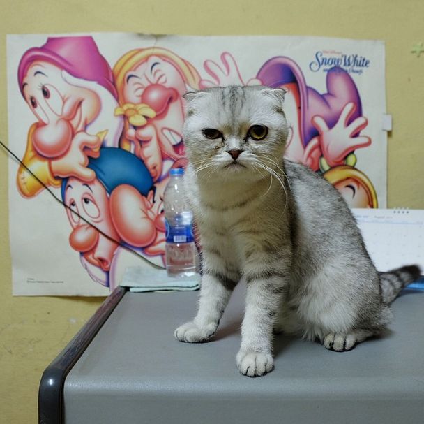 Little P Is The World's Saddest Cat (32 pics)