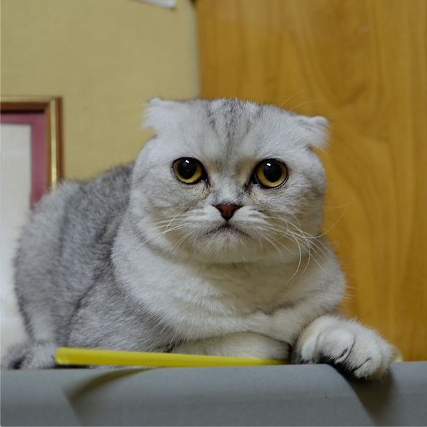 Little P Is The World's Saddest Cat (32 pics)