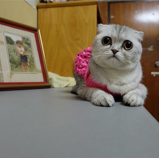 Little P Is The World's Saddest Cat (32 pics)