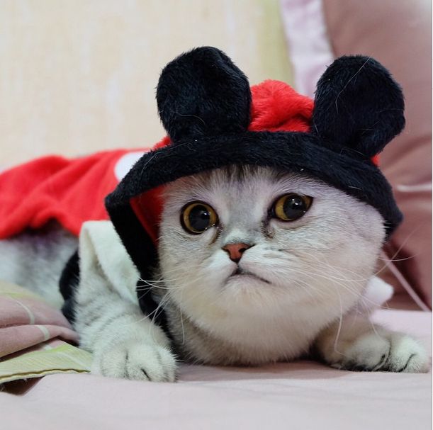 Little P Is The World's Saddest Cat (32 pics)