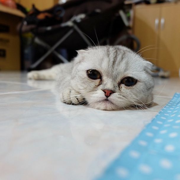 Little P Is The World's Saddest Cat (32 pics)