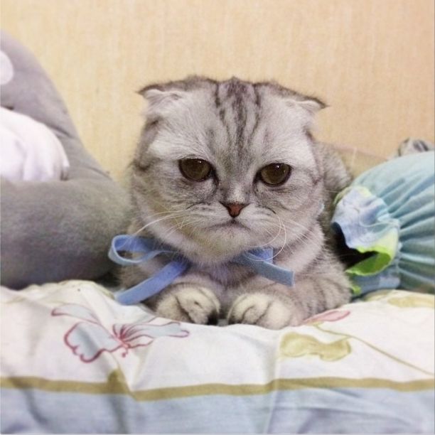 Little P Is The World's Saddest Cat (32 pics)