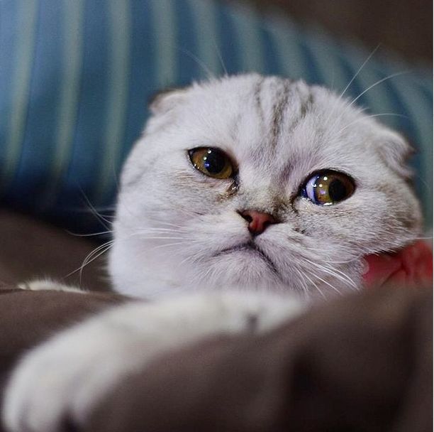 Little P Is The World's Saddest Cat (32 pics)