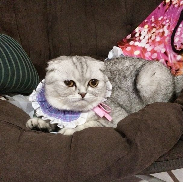 Little P Is The World's Saddest Cat (32 pics)