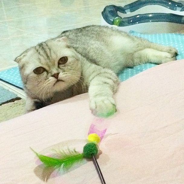 Little P Is The World's Saddest Cat (32 pics)