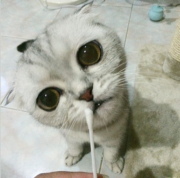 Little P Is The World's Saddest Cat (32 pics)