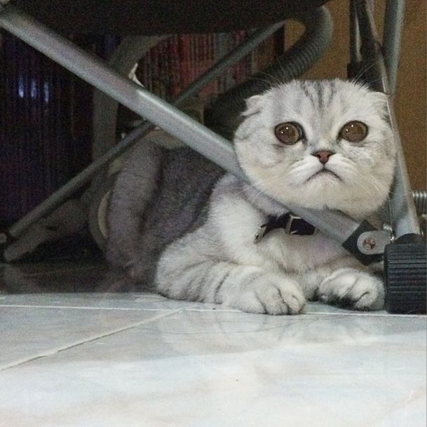 Little P Is The World's Saddest Cat (32 pics)