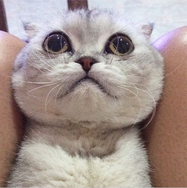 Little P Is The World's Saddest Cat (32 pics)